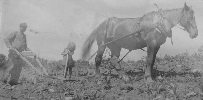 Allen Korns and daughter Estalene tilling corn.